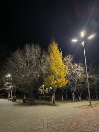 A vibrant city park at night, illuminated by streetlights. A striking yellow tree contrasts with bare branches, casting shadows on the walkway. Perfect for urban planning or nighttime photography.の写真素材