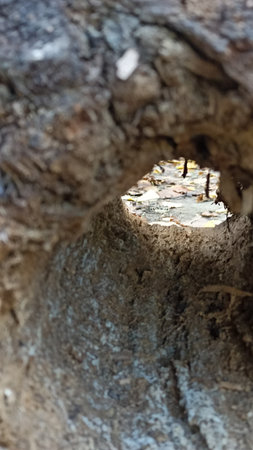 A unique view through a hollow log, showcasing vibrant fallen autumn leaves on the forest floor....