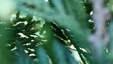 A close-up of lush evergreen foliage, highlighting its rich green hues and detailed texture. Perfect...
