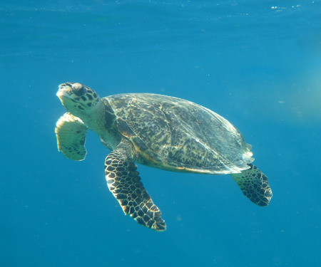 swimming sea turle underwater