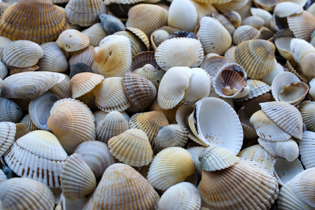 Tiny sea shell and snail texture background.