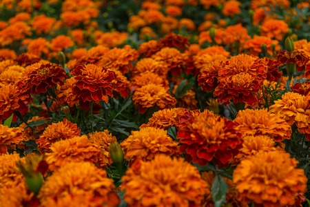 The calendula extract . Calendula flowers in the morning on a meadow in the rays of the sun. Orange flowers close upの写真素材