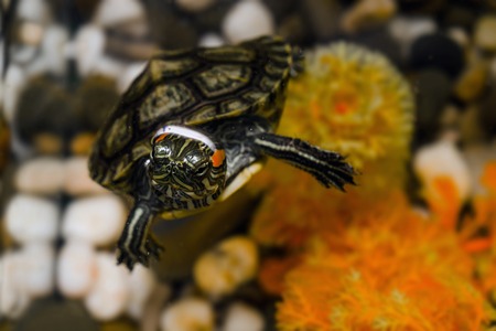 Little pond slider turtle swimming in water