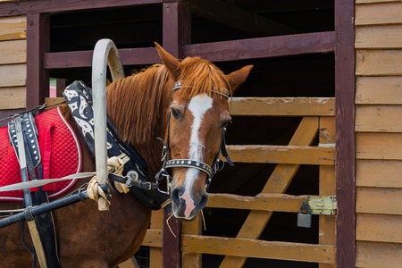 Horse harnessed with a yoke on the neckの写真素材