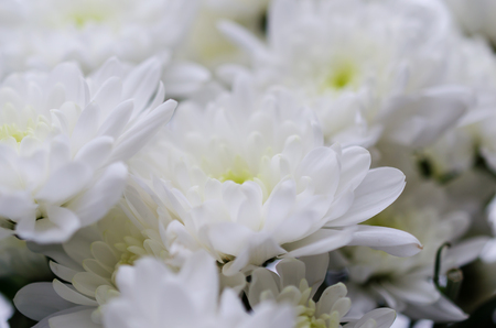 White Chrysanthemum, floral background closeupの写真素材