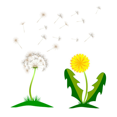 Beautiful yellow dandelion with leaves flower meadow. Dandelion vector icon blowing garden botany floral logo.のイラスト素材