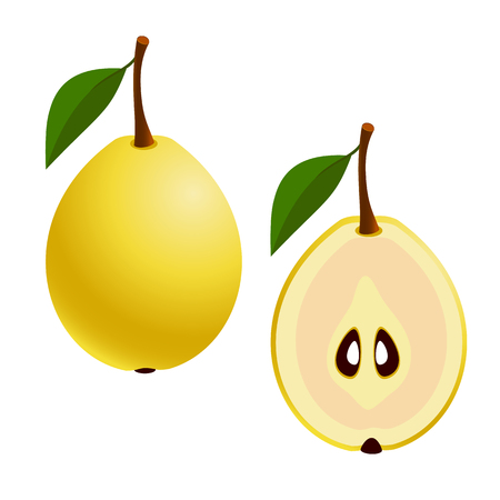 Fresh Pears, whole and cut fruit on a white background.のイラスト素材