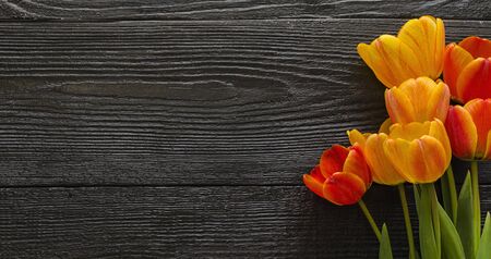 Beautiful Tulip flowers on a dark, black wooden textured background. Spring bouquet. Flat lay, top...