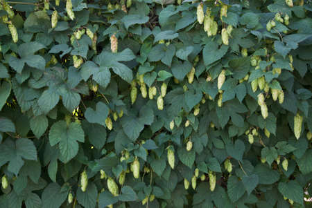 Natural background with leaves and hop