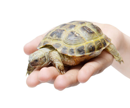 turtle on a child's hand  on white backgroundの写真素材