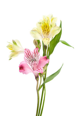 Alstroemeria flowers isolated on white backgroundの写真素材