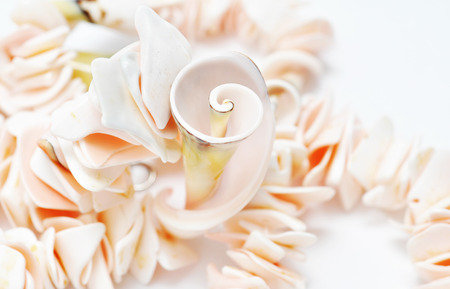 Close up of a spiral seashells. Macro with shallow dofの写真素材