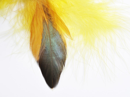 Colorful feathers,  feathers background textureの写真素材