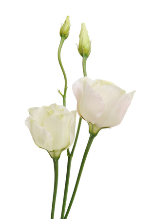 Beauty flower eustoma with buds isolated on white.の写真素材