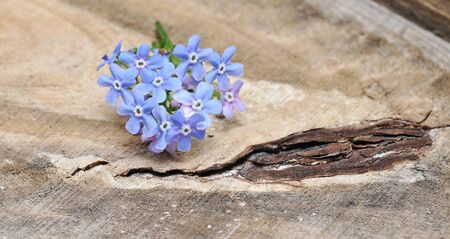 Forgetmenot flowers on a wooden background. Macro with shallow dof.の写真素材