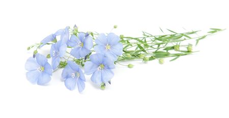 Flax blue flowers close up on white. Macro with extremely shallow dof.の写真素材