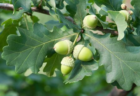 Oak branch with green acorn in forest