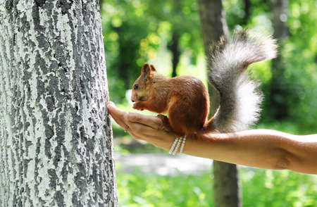 Feeding the Squirrel. A young woman holds out her hand with nut for a squirrel.の写真素材