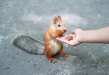 Feeding the Squirrel. A young woman holds out her hand with nut for a squirrel.の写真素材