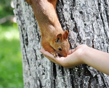 Feeding the Squirrel. A young woman holds out her hand with nut for a squirrel.の写真素材
