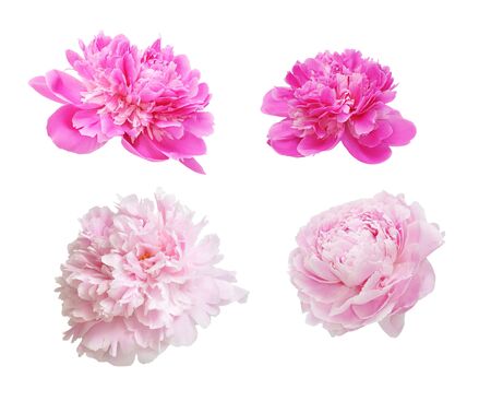 beautiful peonies flowers isolated on white backgroundの写真素材