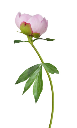 Peony flowers isolated on white backgroundの写真素材