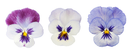 Set of pansy blooms Isolated on White Background. Macro. Symbol of Fun and Reminiscence.の写真素材