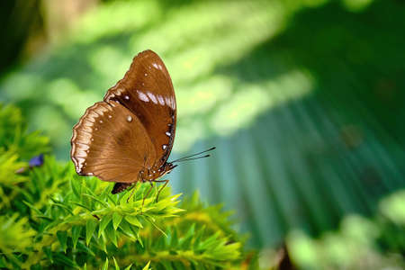 Butterfly perched on a green leaf with blur background.