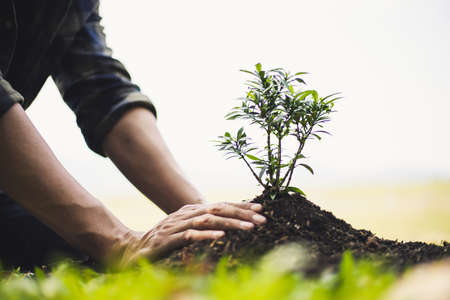 Young man transplanted small seedlings into mineral rich potting soil and prepared to water the plants, Plants help increase oxygen in the air and soil, Loving the Earth and Conserving the Environmentの写真素材