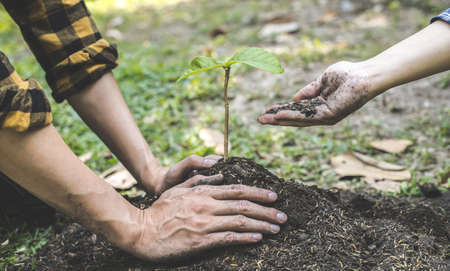 Two young men plowed the soil to plant trees, ready to grow into a large tree in the future, Plants help increase oxygen in the air and soil, Loving the Earth and Conserving the Environment.の写真素材