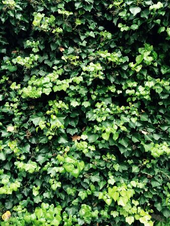 Green leavesの素材