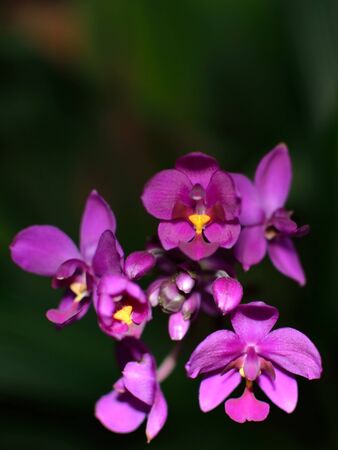 little orchid flowerの写真素材
