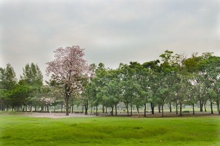 Pind tecoma stand aloneの写真素材