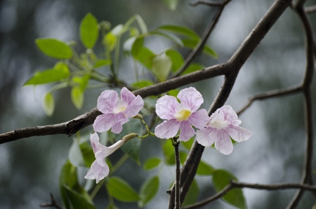 pink flower ,Pind tecomaの写真素材