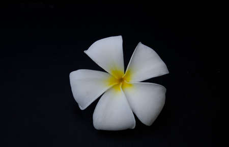 white flowerの写真素材