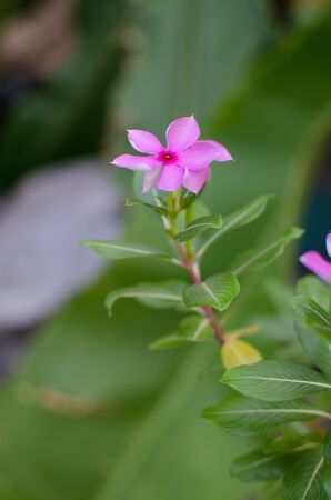 pink flowerの写真素材