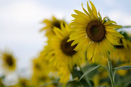 Sun flowerの写真素材