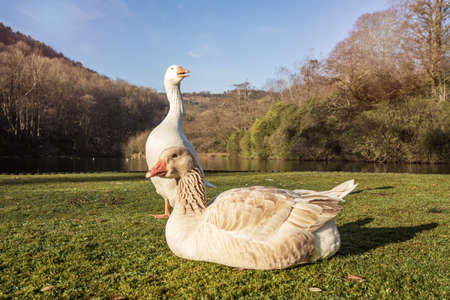 Two white geese, male and female next to a river. Margam country park in Wales, UKの写真素材