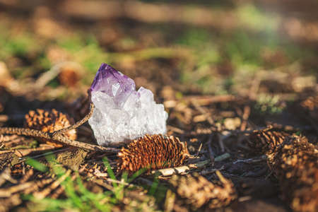 Amethyst crystal laying on the ground in a forest. Single raw natural purple geode outdoors in grass, cones, leavesの写真素材