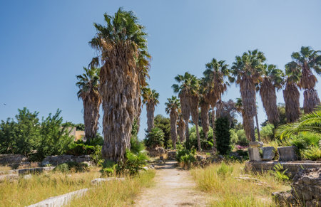 Palm trees and Ruins of Ancient Kos Town Castle, Kos island, Greece, no peopleの写真素材