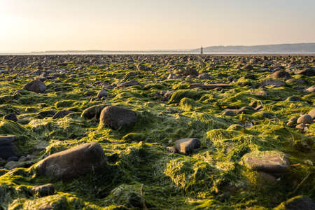 Whiteford sands beach rocks with seaweed at sunset, Swansea, Wales UKの写真素材