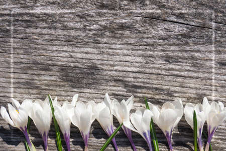 White crocus flowers on weathered wood background with frame and copy spaceの写真素材