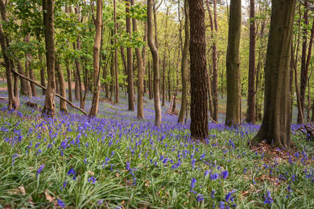 Bluebells near Margam, Port Talbot, Wales UKの写真素材