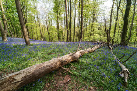Bluebells near Margam, Port Talbot, Wales UKの写真素材