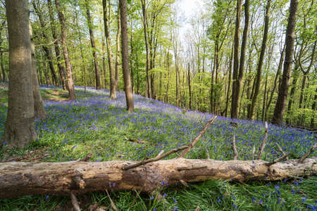Bluebells near Margam, Port Talbot, Wales UKの写真素材