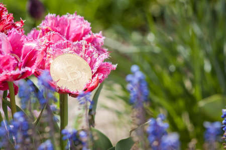 Single gold Bitcoin on flower in a garden with copy spaceの写真素材