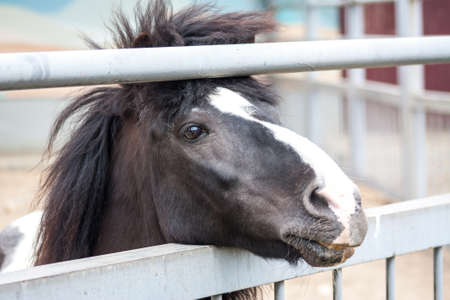 Single adult pony at the zoo behing the fenceの写真素材