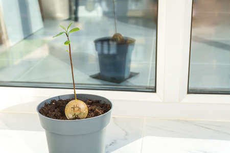 Bitcoin plant with a sprout and green leaves in a pot on balcony with copy space. Ecology impact, growth, investment conceptの写真素材