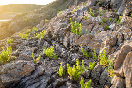 Golden Samphire or Limbarda crithmoides yellow flowers blooming on sea cliff at sunset in Wales, the UKの写真素材