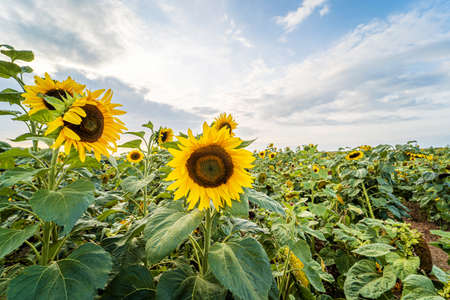 Field of sunflowers with blue sky background. Sunflowers at Rhossili, Gower, Wales, the United Kingdomの写真素材